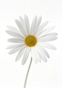 Ромашка садовая — Kievflower - Доставка цветов